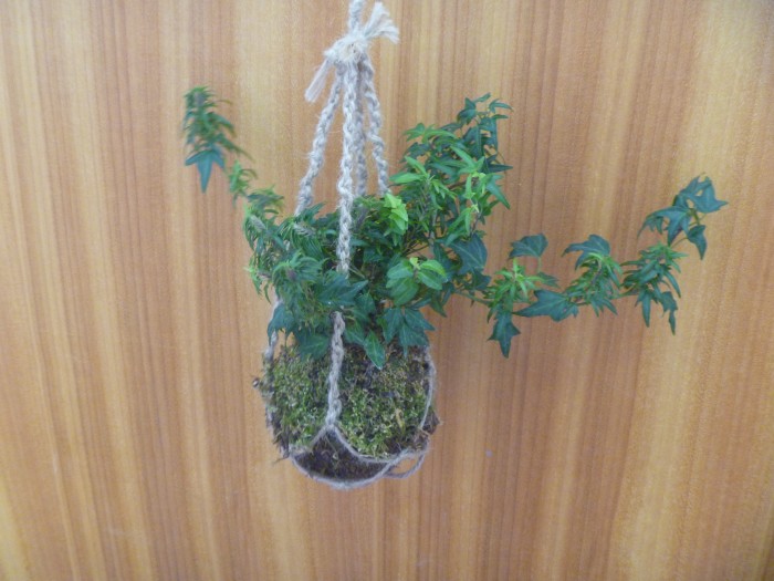 大人向け手作り講座「こけ玉作り」、参加者募集