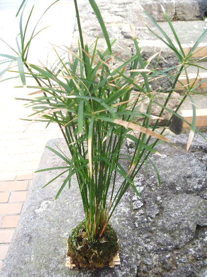 7/7(日)10：00　手作り講座「こけ玉作り」開催します