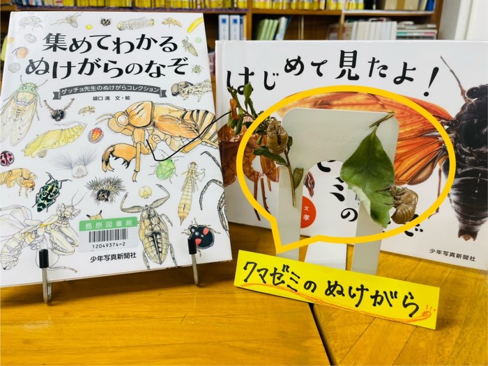 「セミのぬけがら」展示中！　”Cicada shells” are on display!